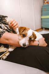 Jack Russell Terrier puppy in the arms of a man. Very cute little white dog