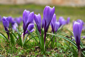Violet very peri beautiful crocus flowers. Green meadow full of crocuses, close-up purple crocus. Crocus known as saffron. Springtime natural outdoor background. Early spring flowers native in Europe.