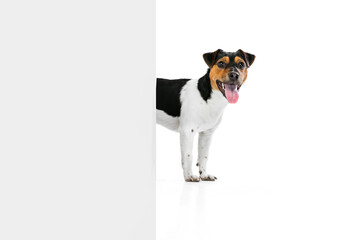 Fototapeta premium Adorable puppy, Jack Russell Terrier dog isolated on white studio background. Concept of motion, pets love, animal life.