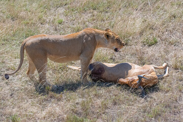 Lion eating a dead antelope in Tanzania, Africa