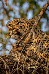 Close up of a Leopard in a tree.