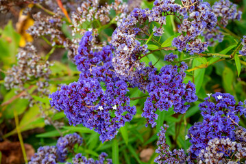 Limonium arborescens, canary garden, in gran canaria