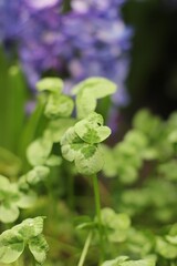 close up of a plant