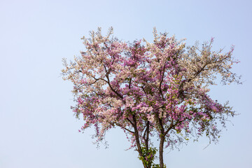 A close-up view of the beautiful purple-white Lagerstroemia blooming.