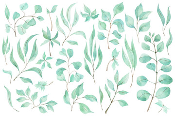 Watercolor leaves of eucalyptus isolated on white background. Hand drawn tropical plants