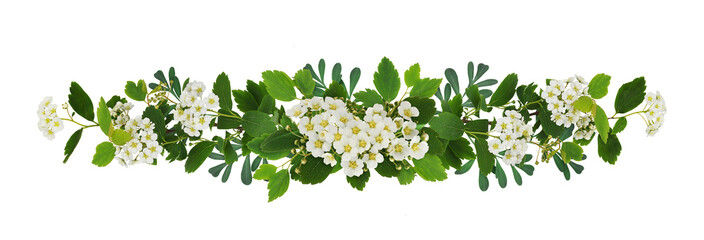 Spring twigs of spirea with small green leaves, flowers and buds in a floral garland isolated on...