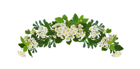 Spring twigs of spirea with small green leaves, flowers and buds in a floral arch arrangement isolated on white - obrazy, fototapety, plakaty