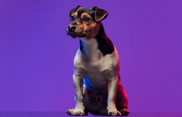 Portrait of beautiful dog, Jack Russell Terrier posing isolated on gradient purle-pink background in neon light. Concept of motion, pets love, animal life.