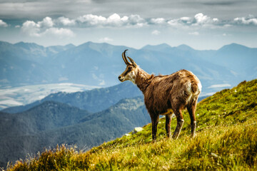 Wild Tatra chamois standing on mountain slope in Low Tatras Slovakia