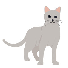 cat flat design, isolated, vector