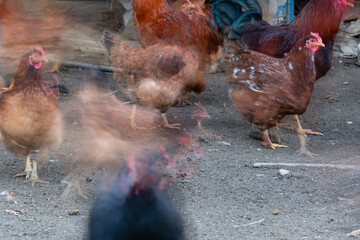 Fast restless flock of hens with motion blur in long exposure