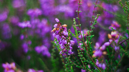 Macro de bruyères mauves en fleur, photographiées dans la forêt des Landes de Gascogne © Anthony