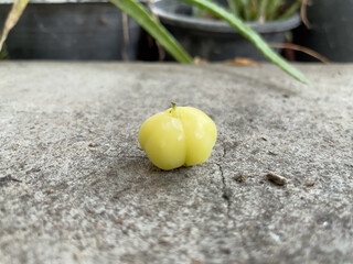gooseberry on the floor