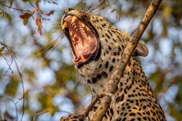 Close up of a Leopard yawning in a tree.