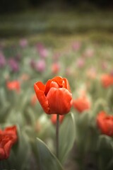 Obraz premium Beautiful colorful tulips in the garden. Tulipa Apeldoorn