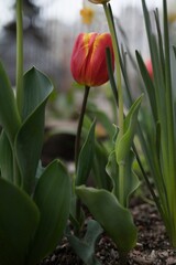 Beautiful colorful tulips in the garden. Tulipa Tiano