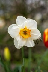 Large cut daffodil white flowers, white 'Ice Follies' (Daffodil hybrid)
