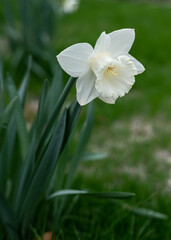 Fototapeta na wymiar White and yellow daffodil flower outdoors in spring. Close-up