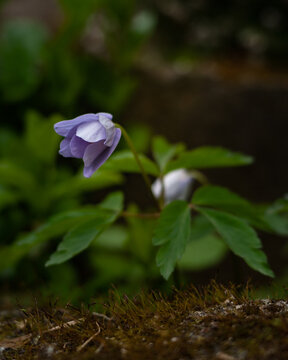Anemone trifolia, Portuguese Galician endemism very widespread in the forests and riverbanks of Galicia that had inexplicably resisted me.