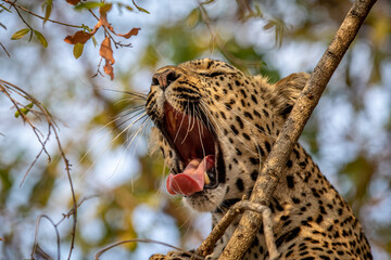 Close up of a Leopard yawning in a tree.
