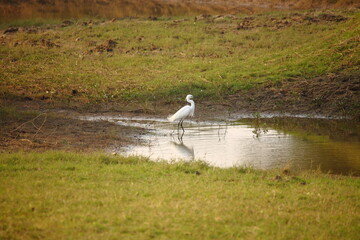 Snowy Egret