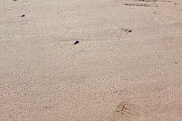 Fototapeta na wymiar The wet sand of the beach
