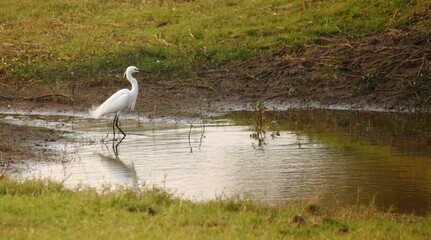 Snowy Egret