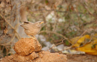 Jungle Babbler