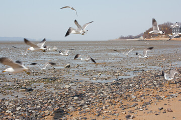 Seagulls gathering on the beach