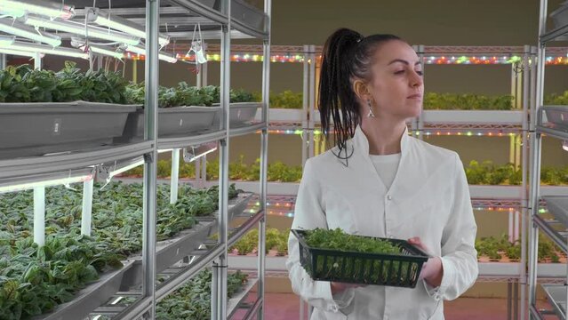 Vegan Greenhouse for Growing Fresh Herbs