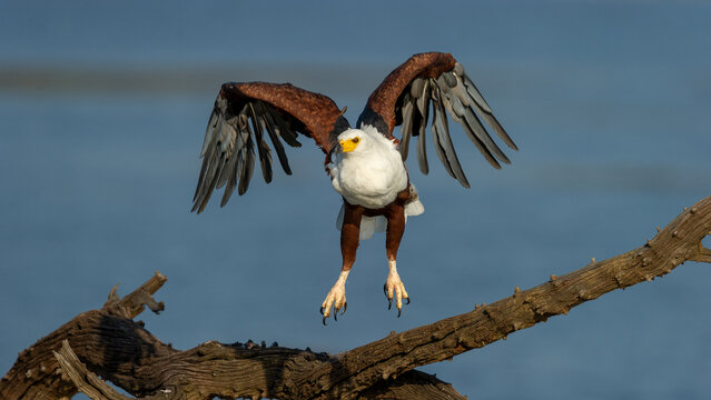 African Fish-Eagle (Haliaeetus vocifer) Pilanesberg Nature Reserve, South Africa
