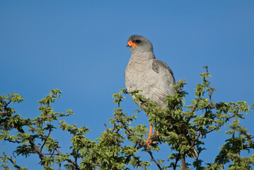 Southern Pale Chanting Goshawk