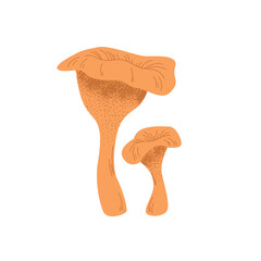 Vector illustration of a chanterelle mushroom. Hand-drawn on a white isolated background. Realistic edible forest mushroom. Graphic cartoon style.