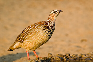 Crested Francolin