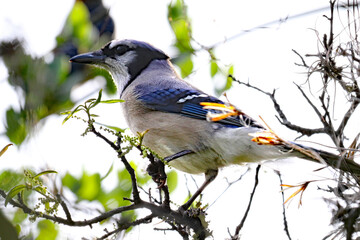 Scrub jay in it's natural setting.