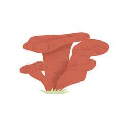 Vector illustration of oyster mushroom. A hand-drawn clipart on a white isolated background. Edible forest mushroom. Graphic cartoon style. Cute element for your design.