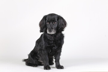 american cockerel house dog on a white background and pet photograhy.