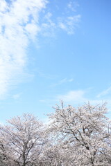 清々しい青い空とソメイヨシノの風景