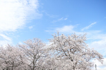 綺麗に開花したソメイヨシノの景色