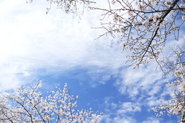 Fototapeta na wymiar ソメイヨシノが咲く綺麗な空