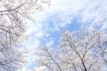 ソメイヨシノに覆われる晴れの空