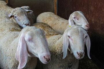 sheeps in the farm