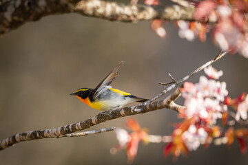 北海道の5月、山桜とキビタキ。
