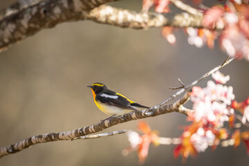 北海道の5月、山桜とキビタキ。
