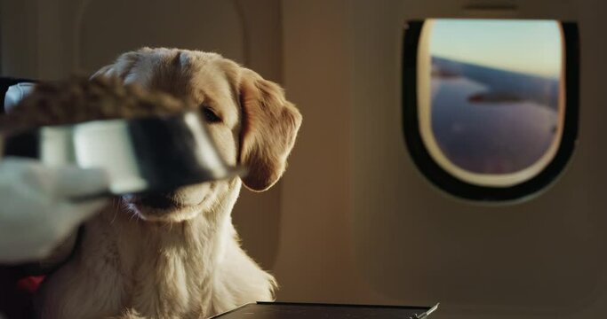 Cinematic close up of steward bringing tray with bowl of dog food to golden retriever in aircraft cabin while traveling with comfort on board of airplane during international flight to vacation trip.