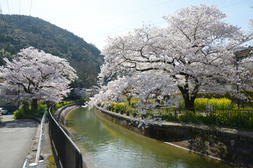 Naklejka premium 春の琵琶湖疏水 京都市山科区