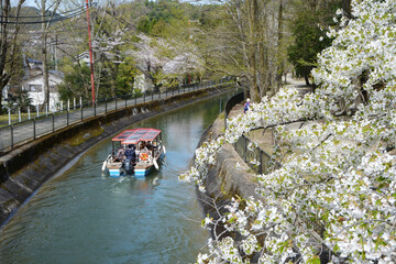 春の山科疏水　琵琶湖疏水通船　京都市山科区