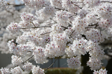 満開の桜　花模様