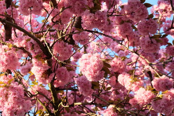 FU 2020-04-09 Kirsch 184 Am Baum blühen bunte Kirschblüten