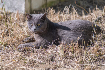 Fototapeta premium Gray cat lies on dry grass, looks ahead